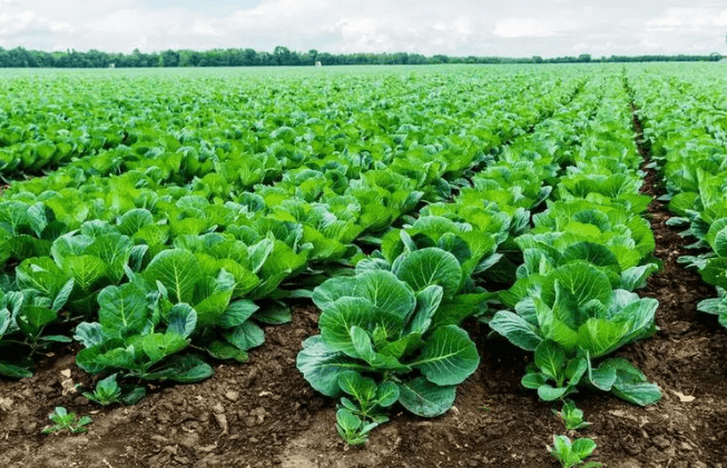 <a href=http://www.057412356.com/mcy/ target=_blank class=infotextkey>木醋液</a>對土壤改良