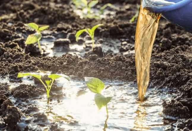 <a href=http://www.057412356.com/mcy/ target=_blank class=infotextkey>木醋液</a>對(duì)農(nóng)作物改良土壤圖